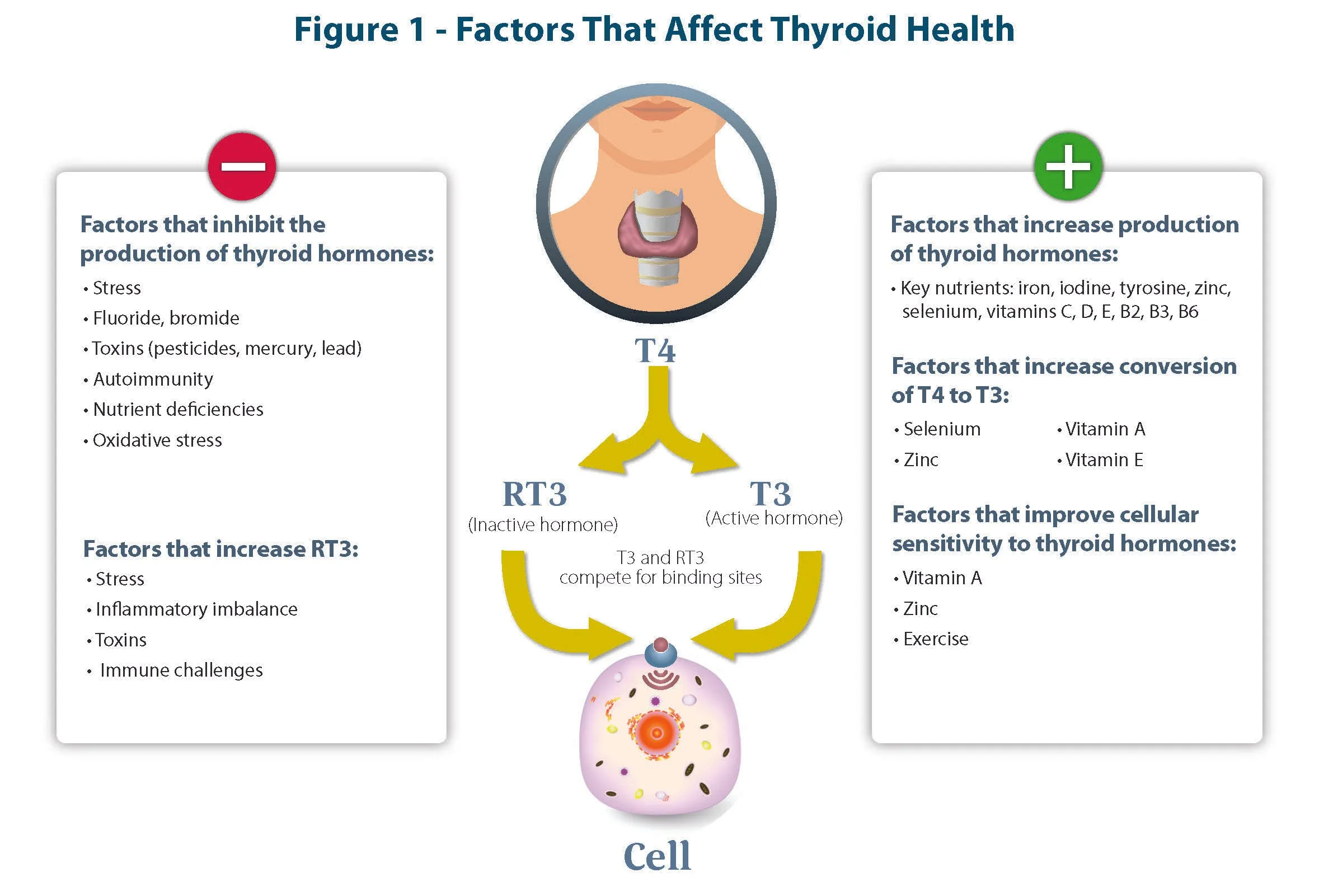Thyroid Support - Ashwagandha